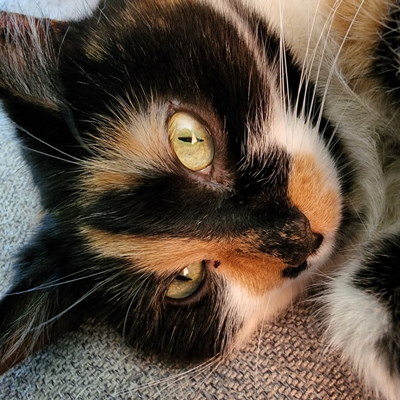 Meet your Posher, Valerie - Picture 2 of 4